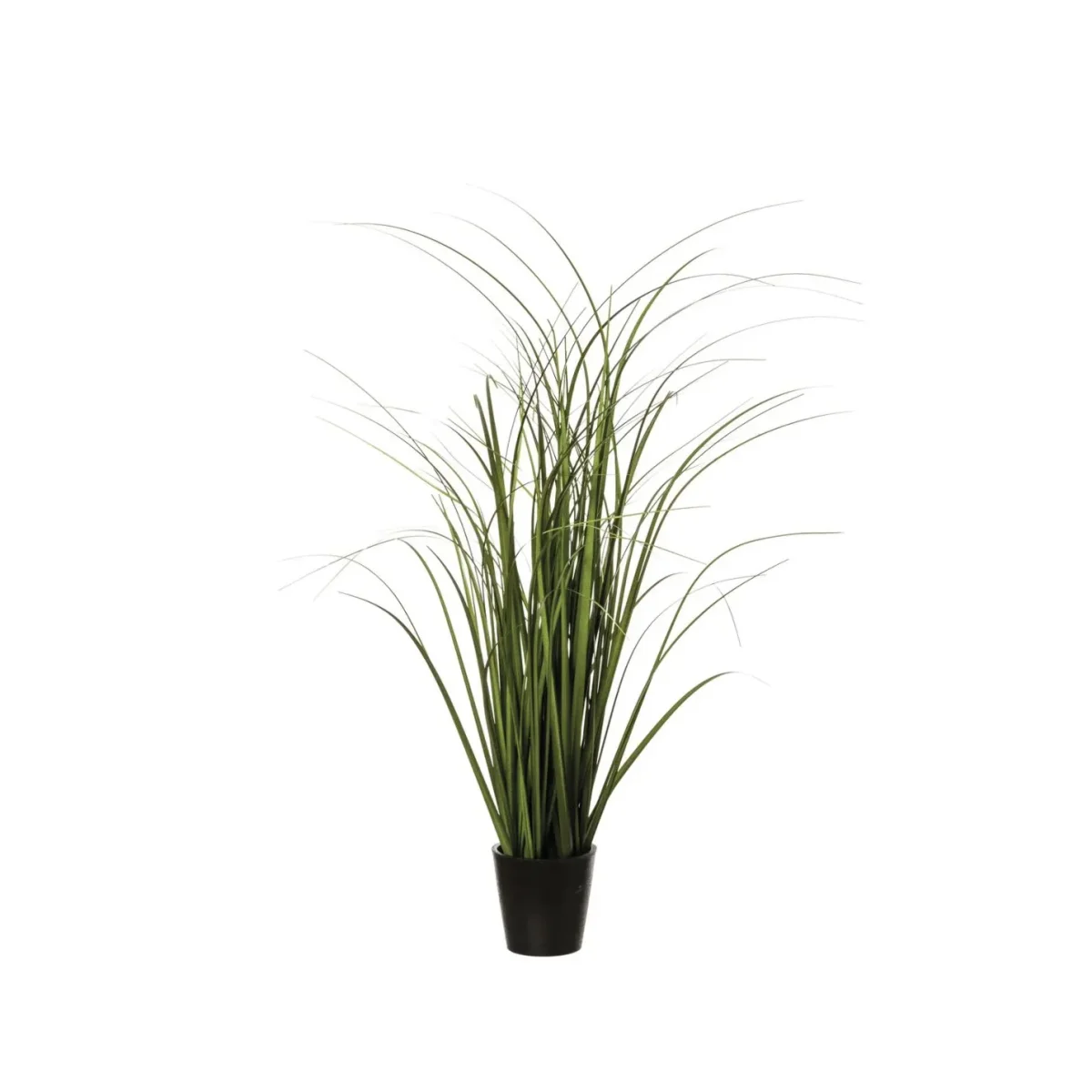 Erba in vaso